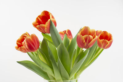 tulip