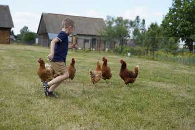 View of birds on grassy field