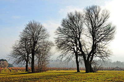 Trees on field against sky