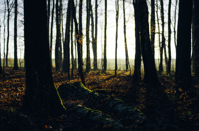 Trees in forest