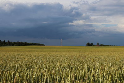 Scenic view of agricultural field against sky