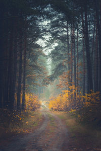 Road amidst trees in forest during autumn