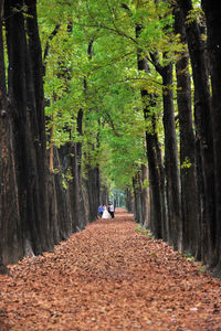 People on footpath amidst trees during autumn