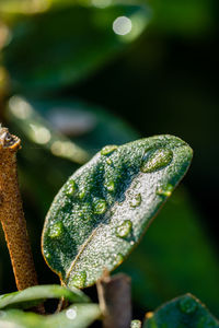 Close-up of lizard on leaf