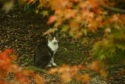 Cat sitting on field