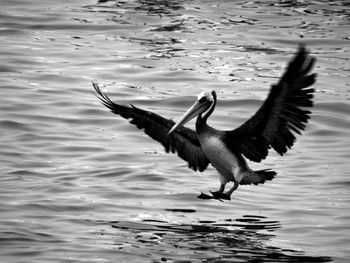Bird flying over lake