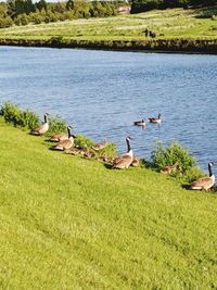 Flock of birds on lakeshore