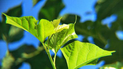 Close-up of green leaves