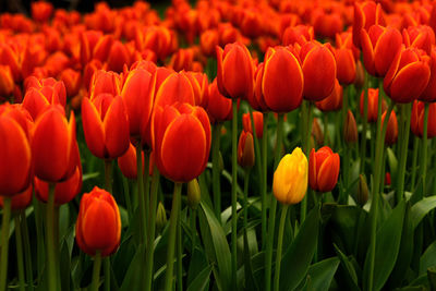 Close-up of orange tulips blooming on field