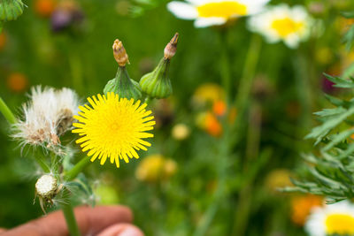 Close-up of hand on flowering plant