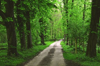 Road amidst trees in forest