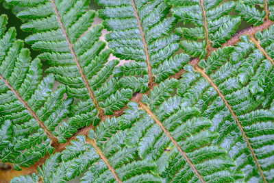 Close-up of green leaves on pine tree