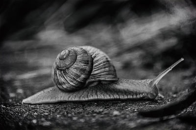 Close-up of snail