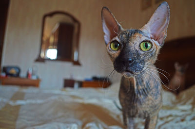 Curious green eyed sphynx cat looking at camera