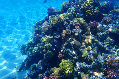 Fish swimming in sea