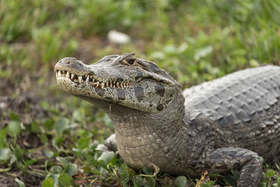 Close-up of a lizard on field