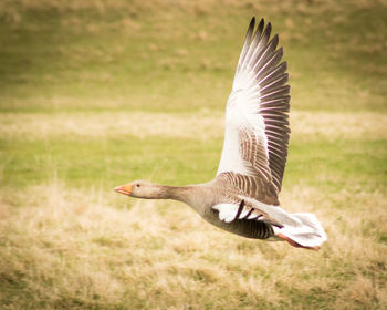 Close-up of eagle flying