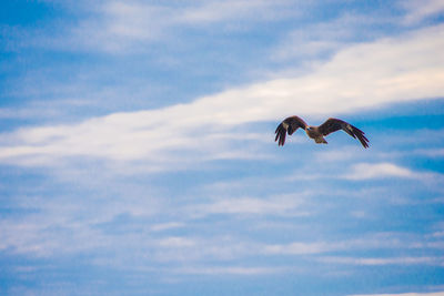 Low angle view of eagle flying in sky