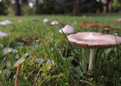 Close-up of mushroom growing on field