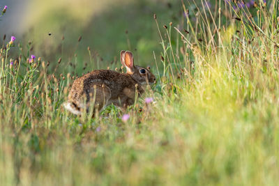 A wild rabbit grazing in the sunshine in the pasture.