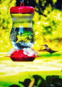 Close-up of bird flying in the water