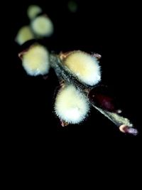 Close-up of white flower over black background