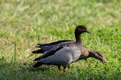 Side view of a bird on grass