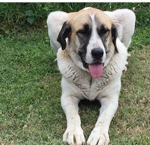 Portrait of dog on grassy field