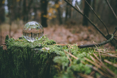 Glass transparent ball on a stump overgrown with moss. mystical forest