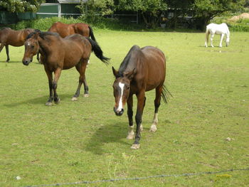 Brown horses on field