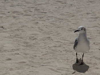 High angle view of seagull perching on sand