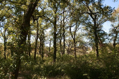 Low angle view of trees in forest against sky