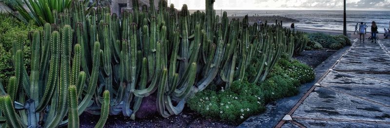 Panoramic shot of fresh green plants