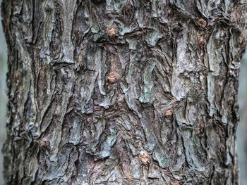 Full frame shot of tree trunk