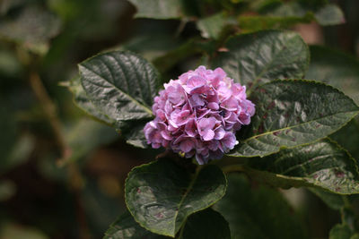 Close-up of pink flowering plant