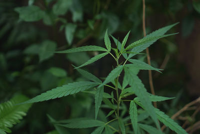 Close-up of fresh green plant