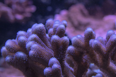 Close-up of coral swimming in sea