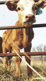 Cow in pen