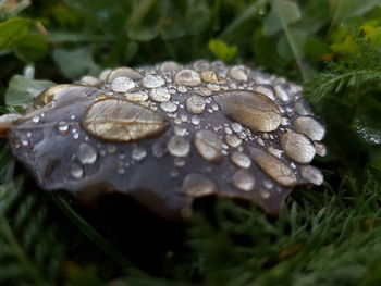 Close-up of snake on grass