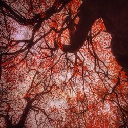 Low angle view of trees against sky