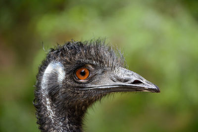Close-up of emu