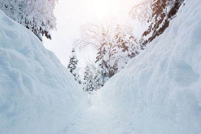 Snow covered trees against sky