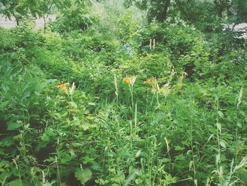 Plants growing on field