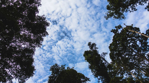 Low angle view of trees against sky