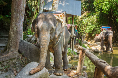 View of elephant in park