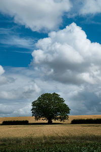 Trees on field against sky