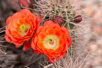 Close-up of red succulent plant