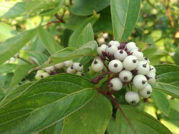 Close-up of fruits on tree