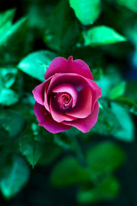 Close-up of pink rose