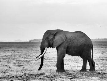 Side view of elephant standing on land against sky